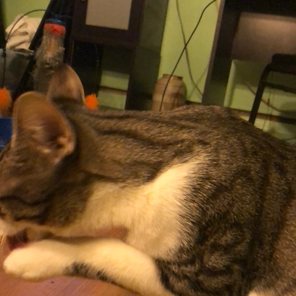 Meet your Posher, Lenore - Picture 1 of 1